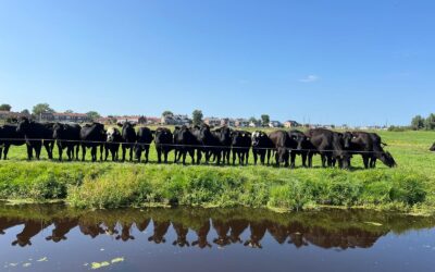 Black Angus vlees… puur vlees!