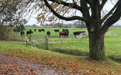 De charme van Black Angus vlees